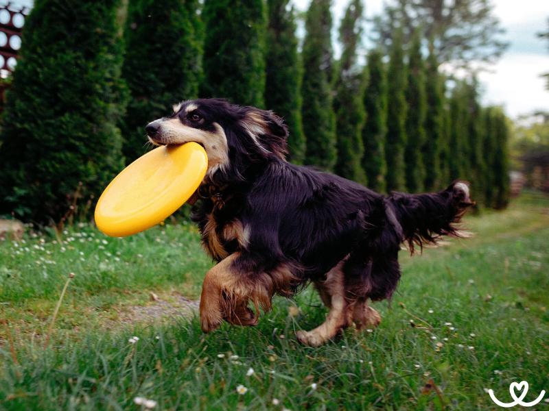 Dogfrisbee (10)